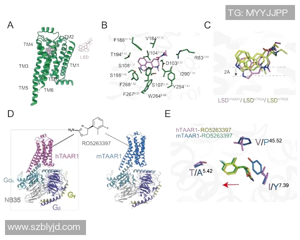 上海篮球队团队协作深度解析及其对比研究 上海篮球队团队协作深度解析及其对比研究